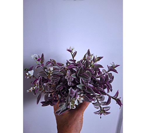 Традесканція кімнатна Світнес (Tradescantia cerinthoides 'Sweetness')